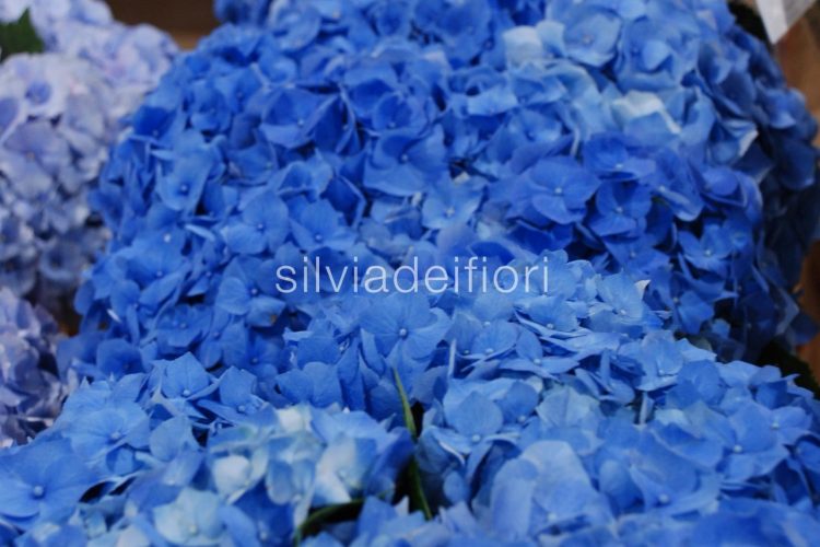 addobbi floreali con ortensie blu addobbi floreali con ortensie blu
