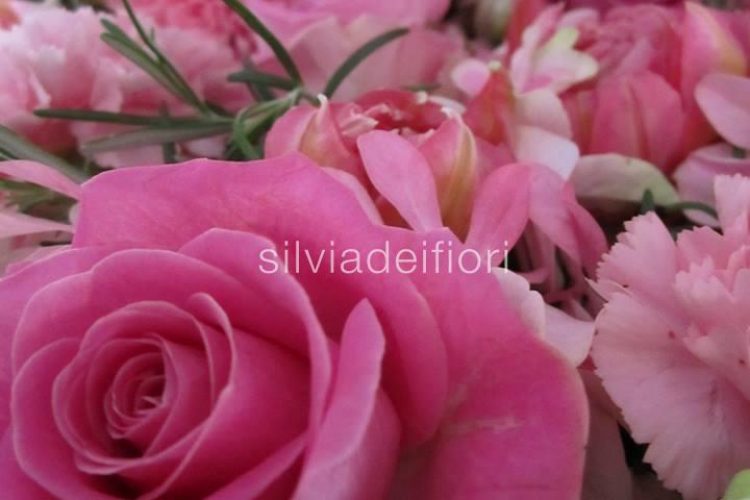 rose aqua rose aqua