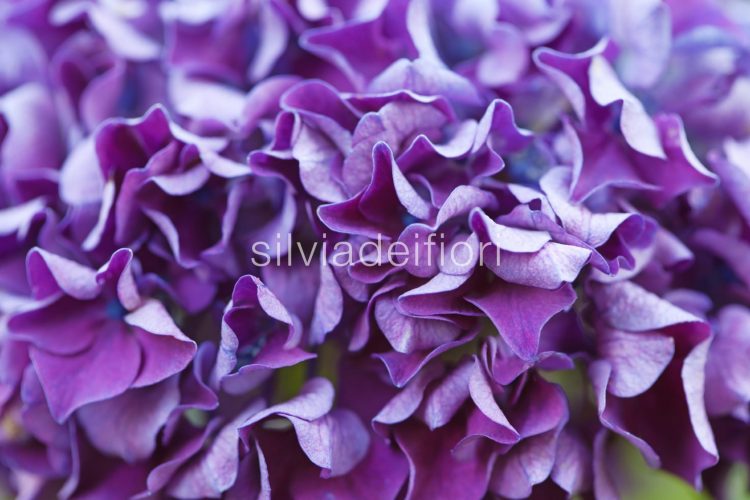 fiori viola e lilla per matrimonio