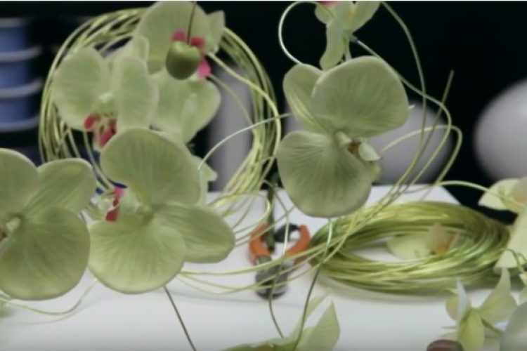 orchidee bianche orchidee bianche