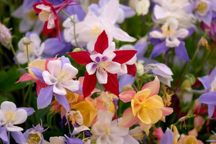 Aquilegia