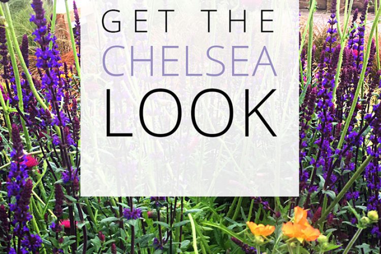 chelsea flower show londra
