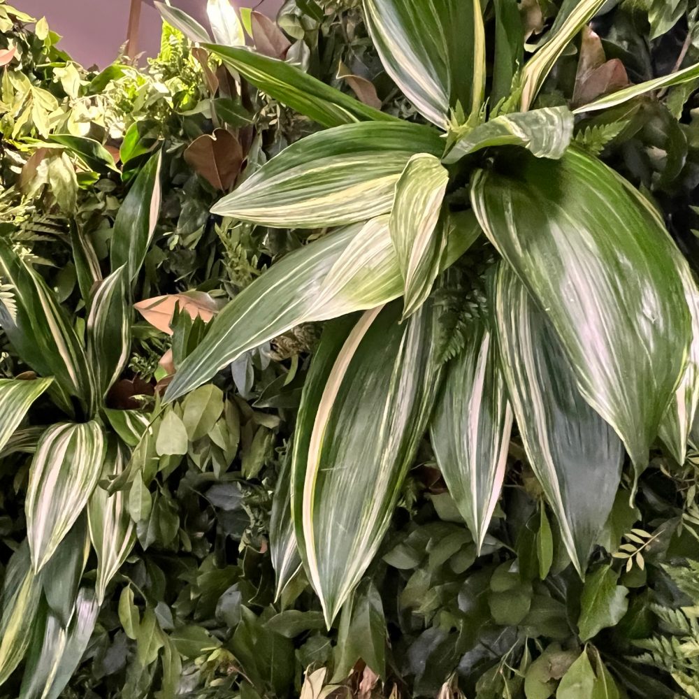 aspidistra green wall