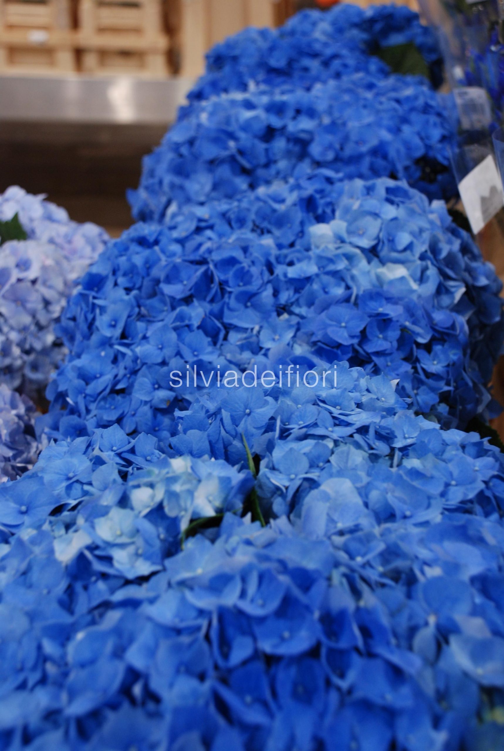 addobbi floreali con ortensie blu