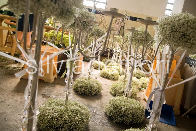 gypsophila nozze gypsophila nozze