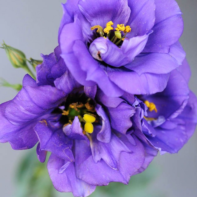 Lisianthus viola matrimonio