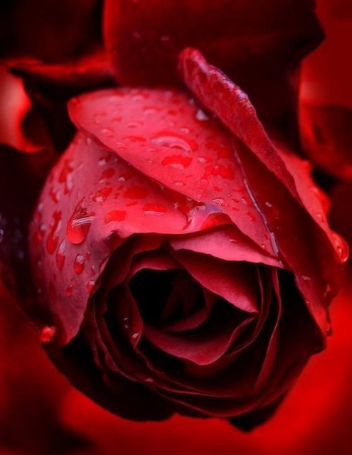 rosa
