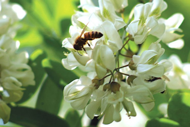 Api: salviamole con la botanica per impollinatori