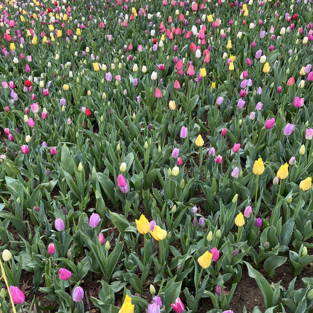 tulipani festival Istanbul 2022