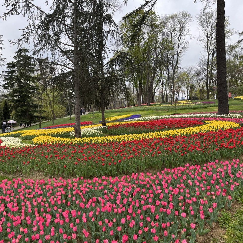 parco di tulipani a Istanbul