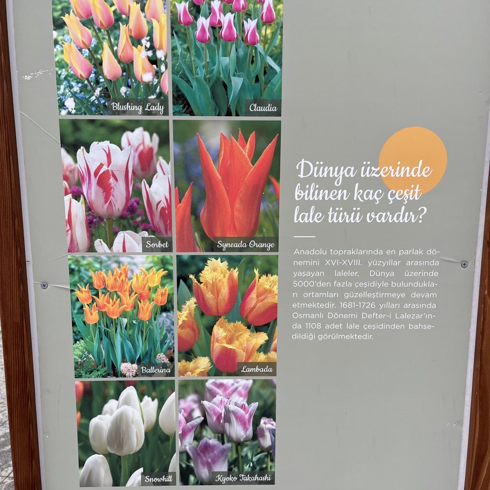 specie di tulipani Istanbul 2022