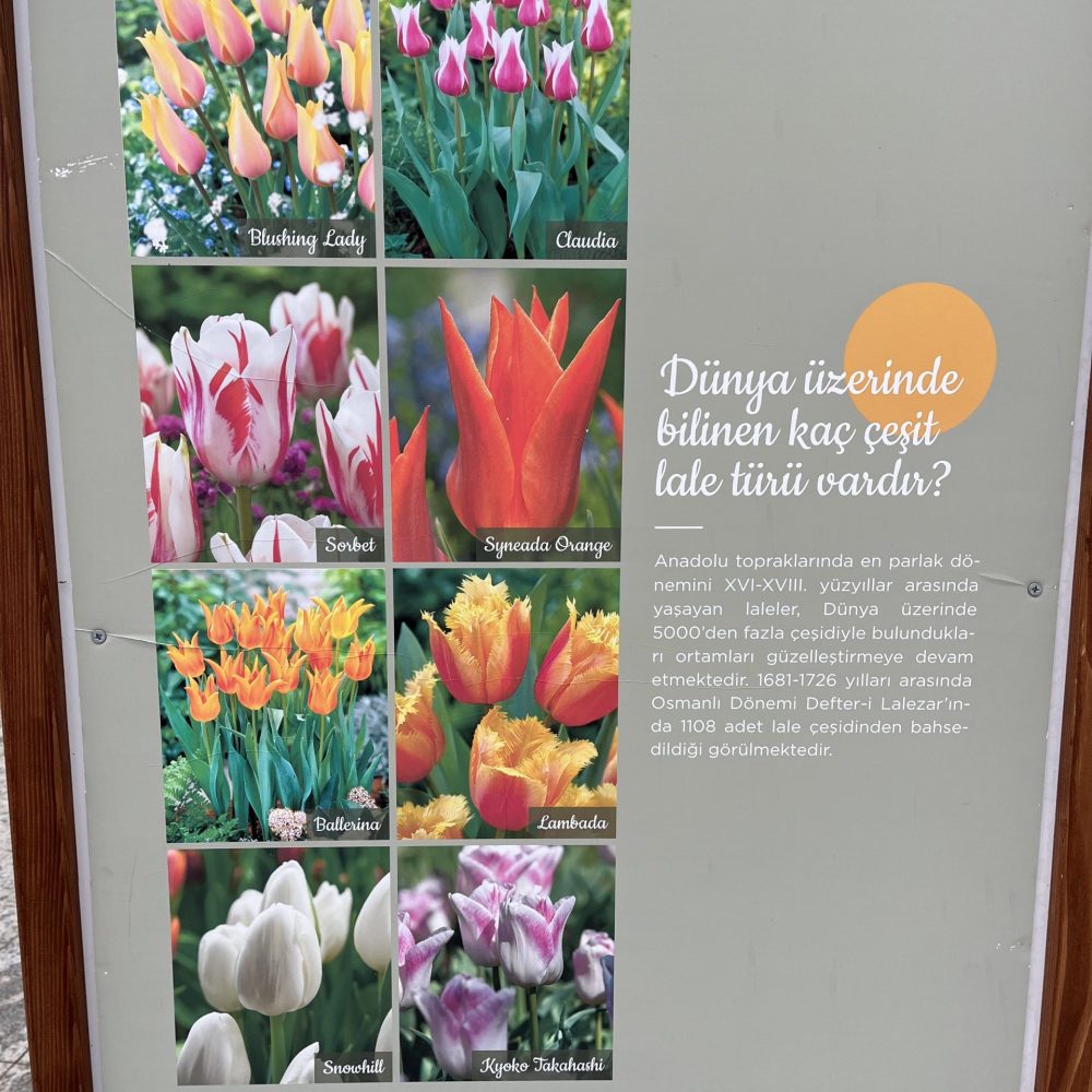 specie di tulipani Istanbul 2022